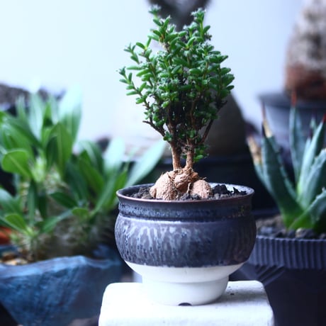 トリコディアデマ　ブルボスム　姫紅小松　Trichodiadema bulbosum　no.61427
