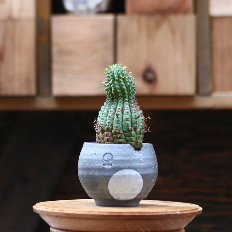 人気提案 メス株 Euphorbia stellispina - 群星冠 11 その他多肉