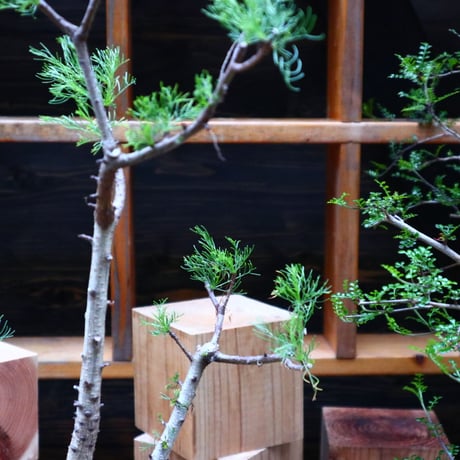 コミフォラ  クラウセリアナ／Commiphora  kraeuseliana   no.62654