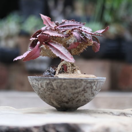 ユーフォルビア  フランコイシー／Euphorbia francoisii   no.103051