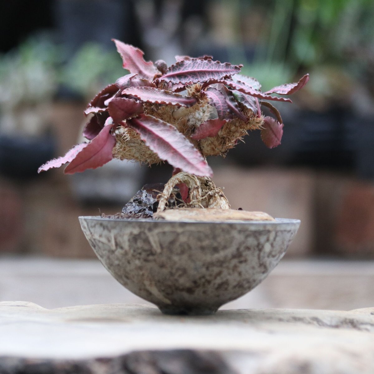 ユーフォルビア フランコイシー／Euphorbia francoisii no.1030