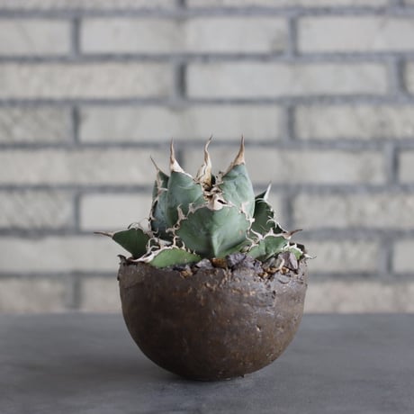 Agave titanota personal collection × takero pot (4.5号)  no.621/34