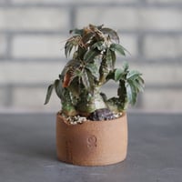 Dorstenia foetida × N/OH (2.5号)  no.524/30