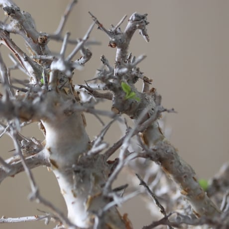 Commiphora wightii × soso   no.51239