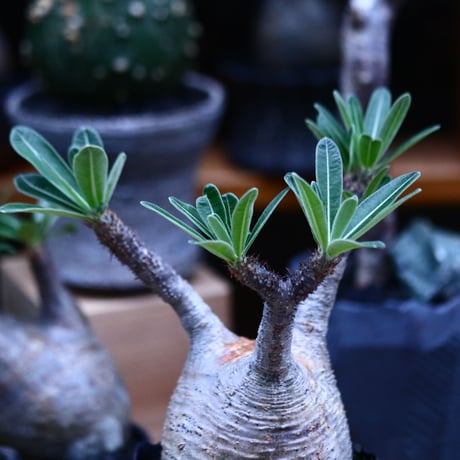 パキポディウム  グラキリス／Pachypodium  gracilius     no.100317