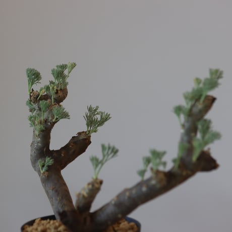 Monsonia multifida  no.921-12
