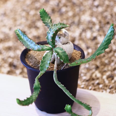 ステラータ | STORES