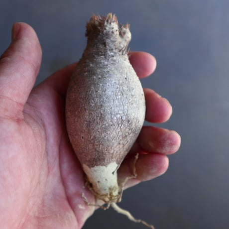 パキポディウム グラキリス 抜苗  Pachypodium rosulatum var. gracilius no.100609