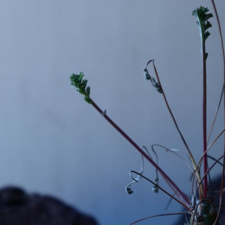 ペラルゴニウム カルノーサム  Pelargonium carnosum  no.30108
