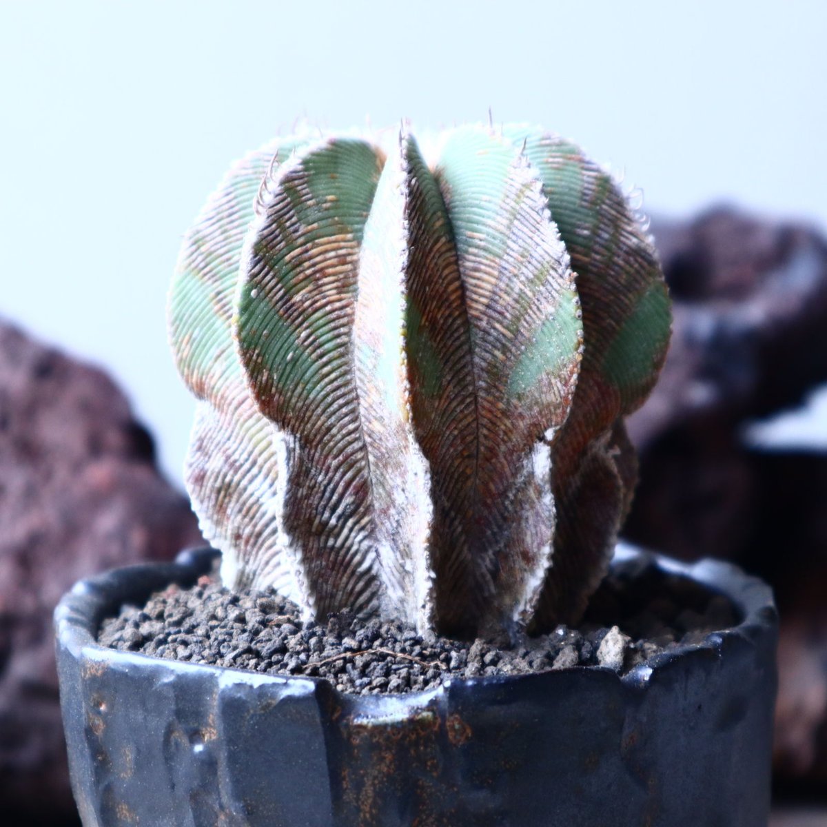 アズテキウム ヒントニー 自根 Aztekium hintonii no.22301 |