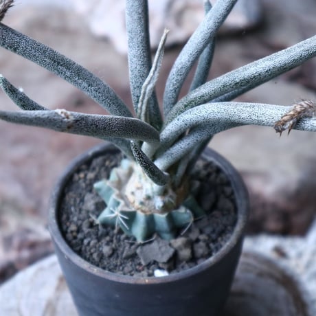 アストロフィツム カプト メデューサ  接木   Astrophytum caputmedusae    no.90809