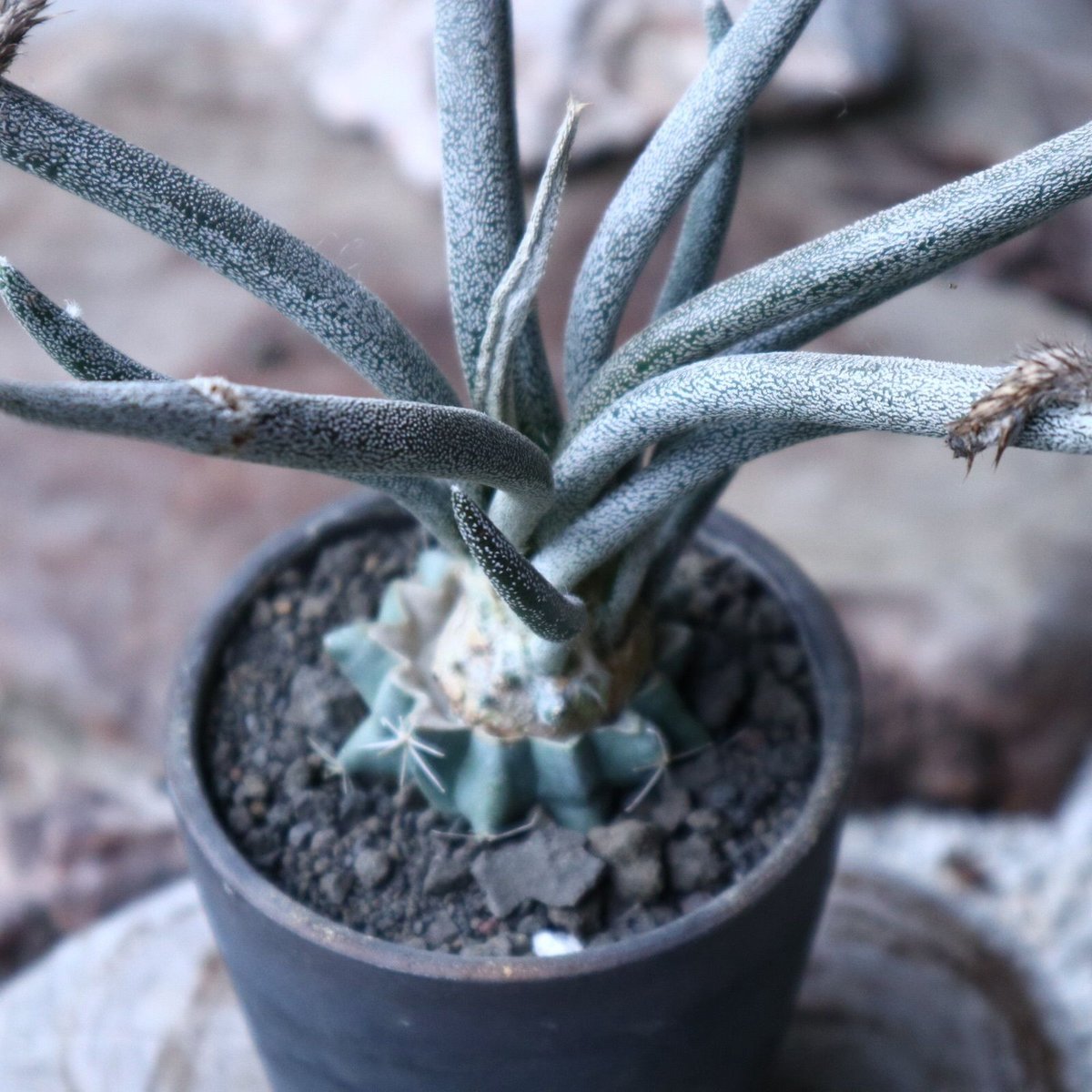 アストロフィツム カプト メデューサ 接木 Astrophytum caputmedus