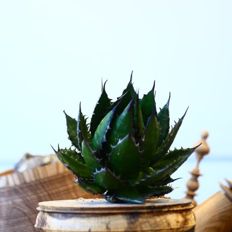 Agave horrida    no.121/8