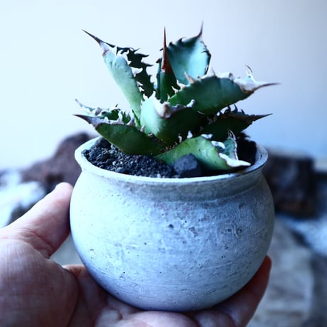 アガベ   チタノタ 　 Agave  titanota   no.30112