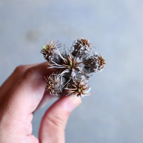 ユーフォルビア   ギラウミニアナ  Euphorbia guillauminiana  no.110308