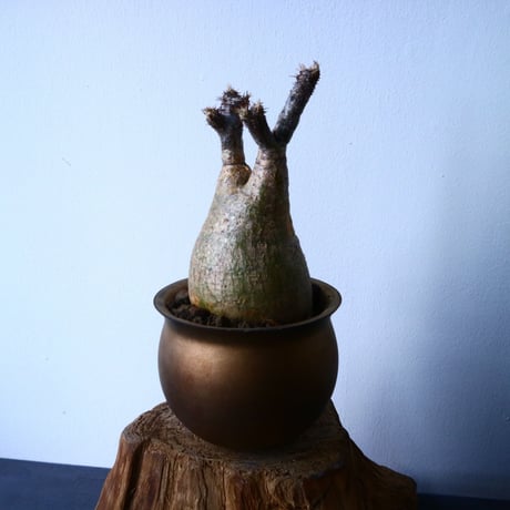 パキポディウム グラキリス Pachypodium rosulatum var. gracilius  No.31027