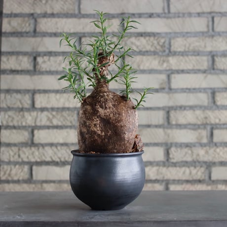 Pachypodium bispinosum × N/OH (4.5号)  no.817-23