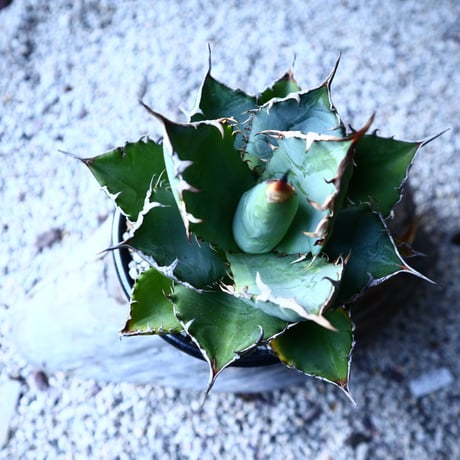 アガベ   チタノタ 　 Agave  titanota   no.121519