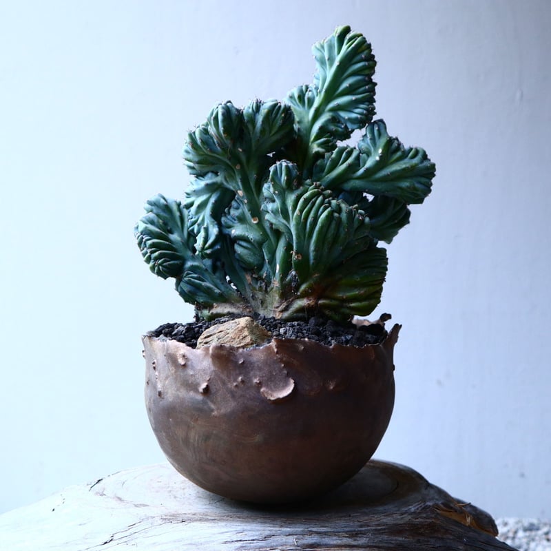 竜神木綴化 no.12607 | 芽の巣山