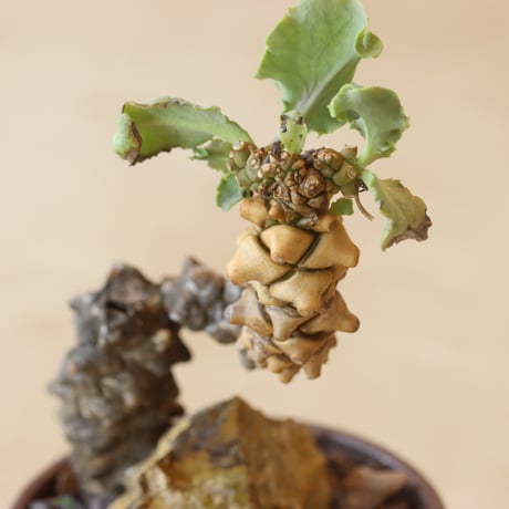 Othonna herrei × YAMABACHI var. takero pot (3号鉢) no.412-5