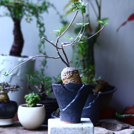 フォッケア  エデュリス  火星人  Fockea edulis   no.71942