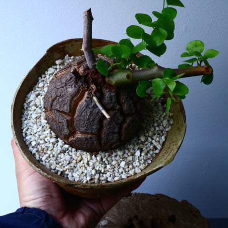 ディオスコレア   亀甲竜    Dioscorea elephantipe  No.002