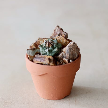 YAMABACHI ver. takero pot クロサビ /3個セット CATEGORY var. takero pot 2025/1/5 20:00~ | 芽の巣山