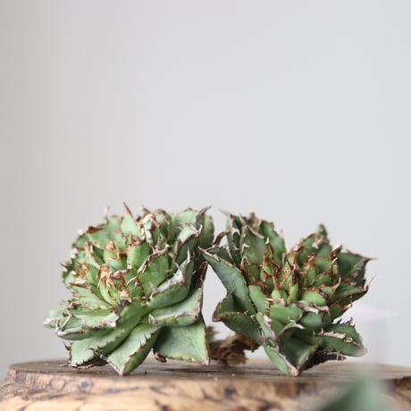 Agave titanota filigree Devil/ Style of Chika　no.42139