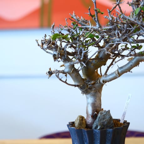 Commiphora wightii × soso   no.101526