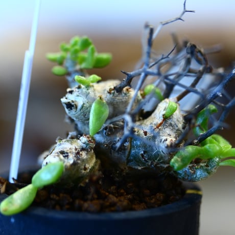 Tylecodon reticulate × N/OH  no.31005