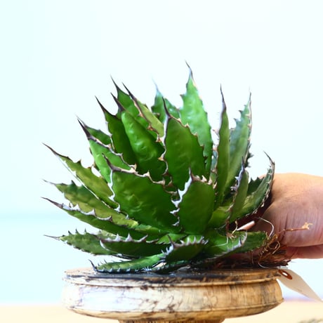 Agave horrida / Style of Chika   no.1015/28