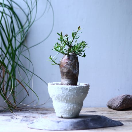 パキポディウム   ビスピノーサム     Pachypodium bispinosum     no.101833
