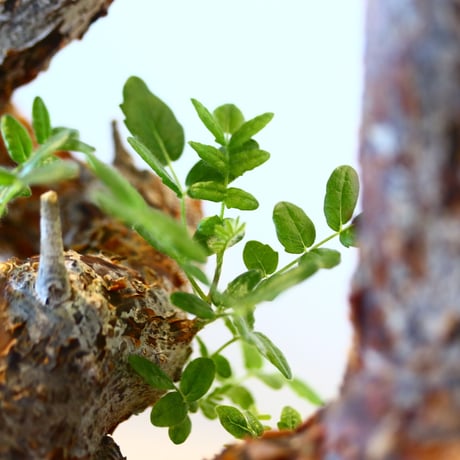 Commiphora monstrosa × N/OH   no.90342