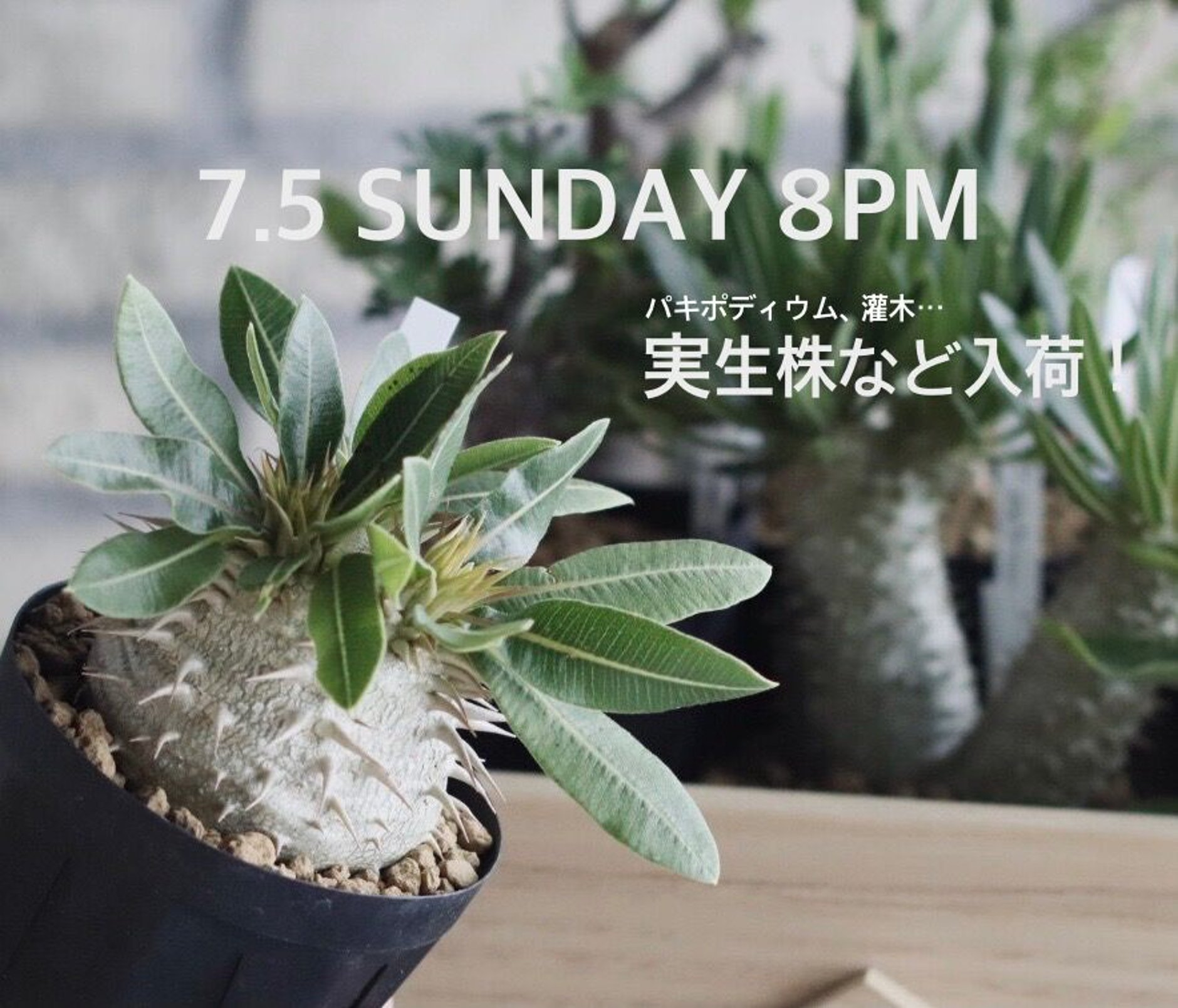 芽の巣山