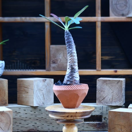 ユーフォルビア  パキポディオイデス／Euphorbia pachypodioides   no.82918