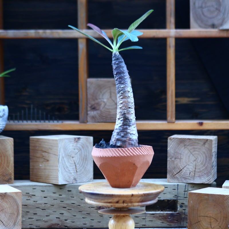 ユーフォルビア パキポディオイデス/Euphorbia pachypodioides n ユーフォルビア パキポディオイデス/Euphorbia pachypodioides n