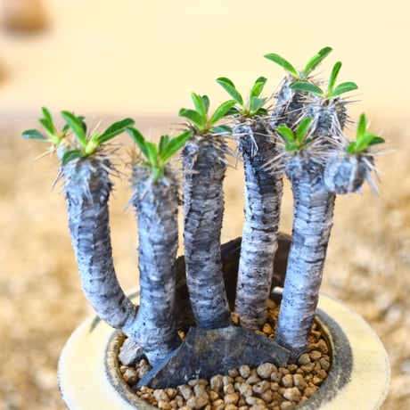 Euphorbia guillauminiana × Mie Maeda   no.90310
