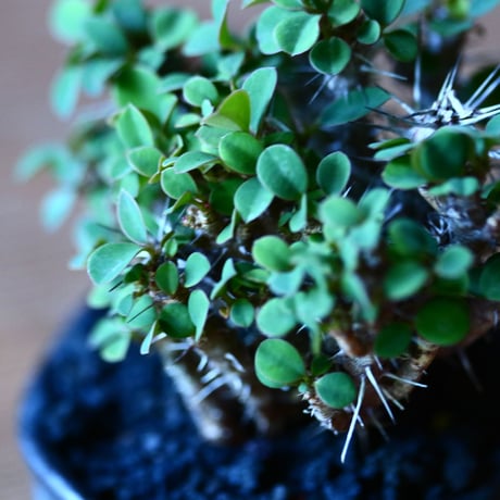 ユーフォルビア   花キリン  八房性   Euphorbia milii  no.81603