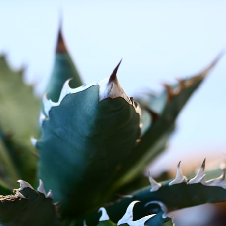 agave titanota No1 × 陶器鉢　no31041