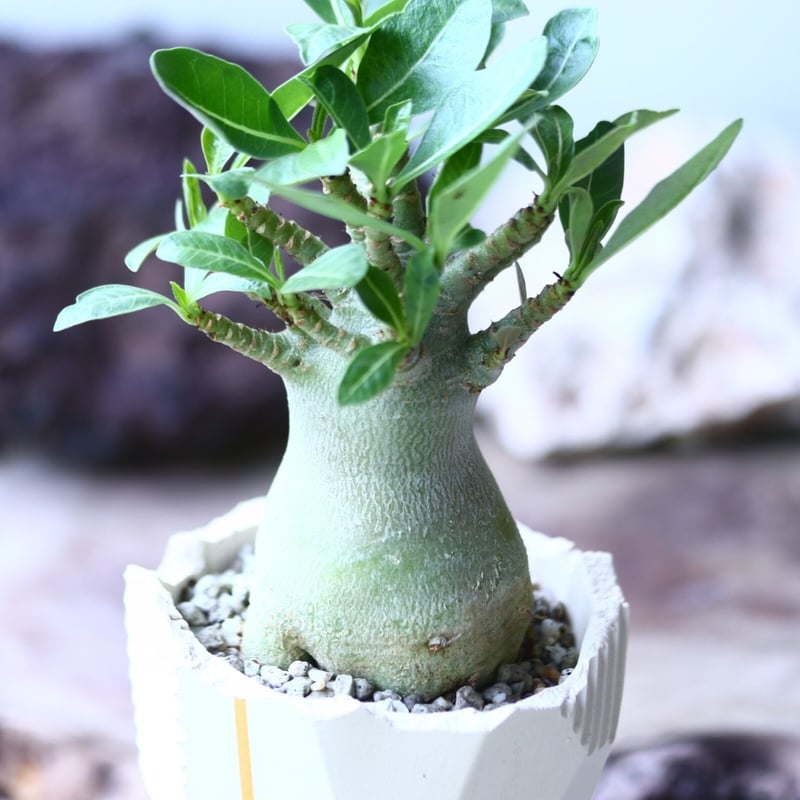 アデニウム アラビアカム （小型アラビカム） Adenium.arabicum no.017 