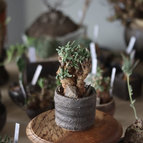 Ceraria pygmaea × takero pot   no.1201-21