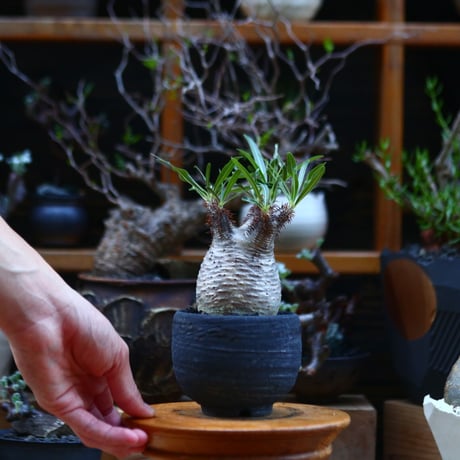 パキポディウム  グラキリス／Pachypodium  gracilius       no.92637