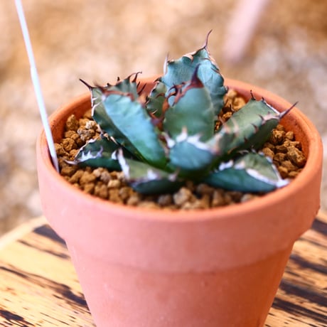 【9/9入荷未発根未活着ベアルート植込み】 Agave titanota 姫厳竜 no.91763