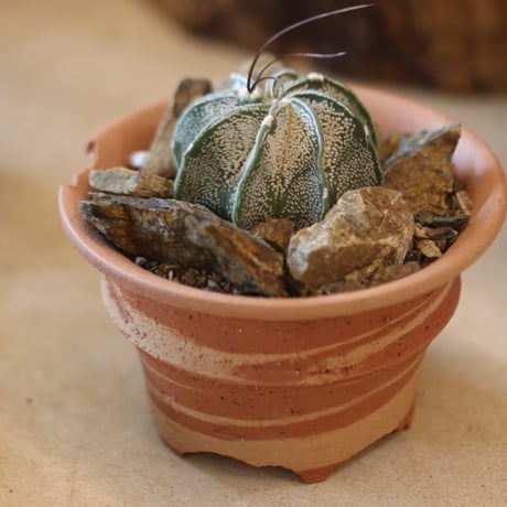 Astrophytum capricorne var. niveum (白瑞鳳) × N/OH  no.117-3
