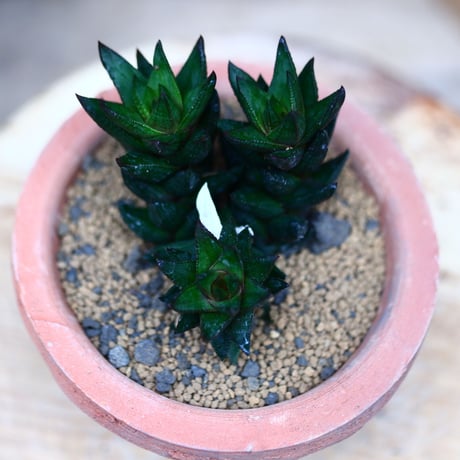 ハオルチア グリーニー(緑鷲)／Haworthia greenii　   no.22011