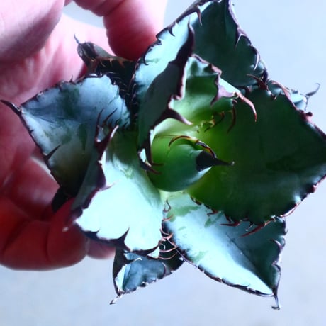 アガベ チタノタ　ブラック＆ブルー Agave titanota black&bule   no.20903