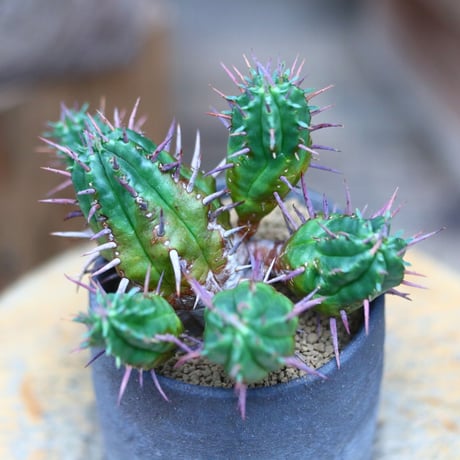 ユーフォルビア フェロックス／Euphorbia ferox hyb.   no.80712