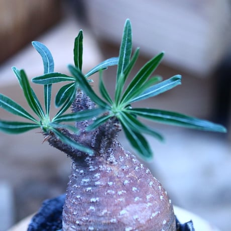 パキポディウム  グラキリス ／Pachypodium  gracilius     no.103159