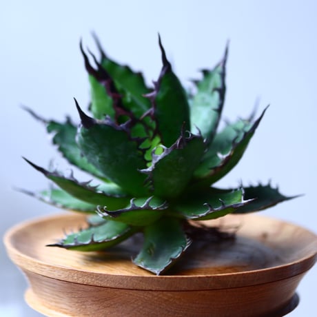 アガベ ホリダ    Agave horrida     no.1025-3