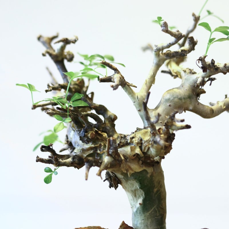 コミフォラ ストックシアナ / Commiphora stocksiana no.4301